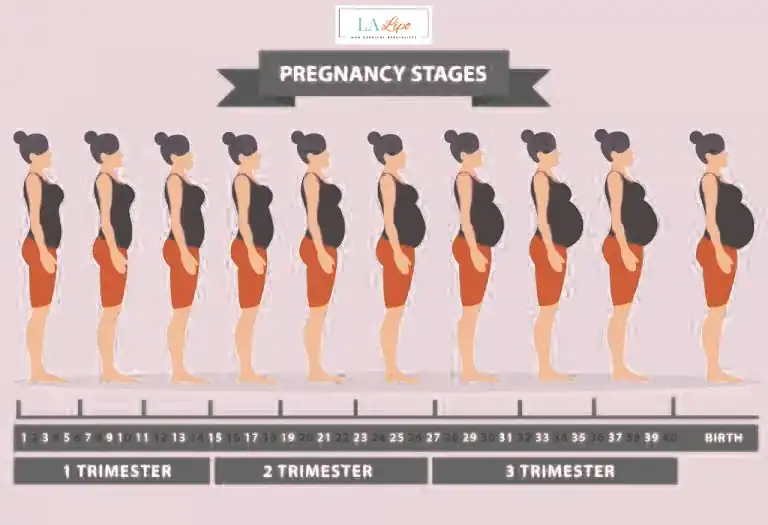 First Trimester (Weeks 1–12): Early Changes You Might Not Notice Bury
